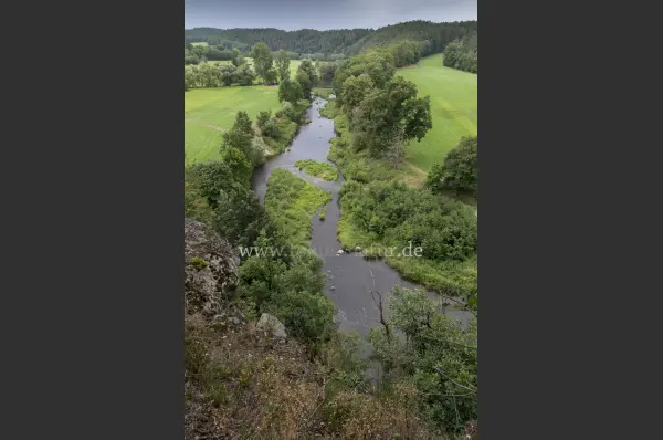 Fokus-Natur Bild