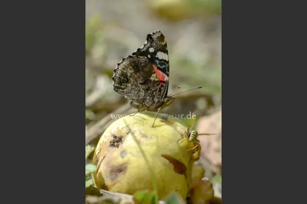 Fokus-Natur Bild