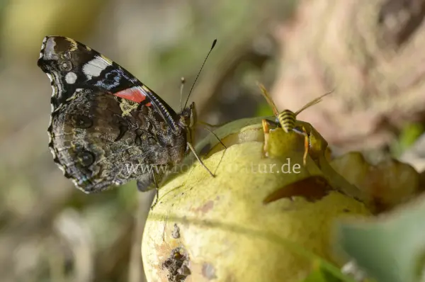 Fokus-Natur Bild