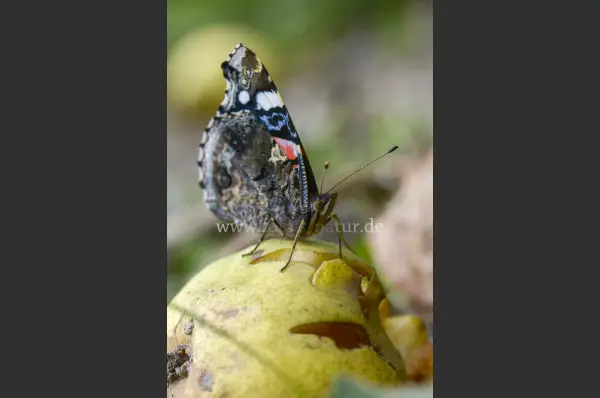Fokus-Natur Bild