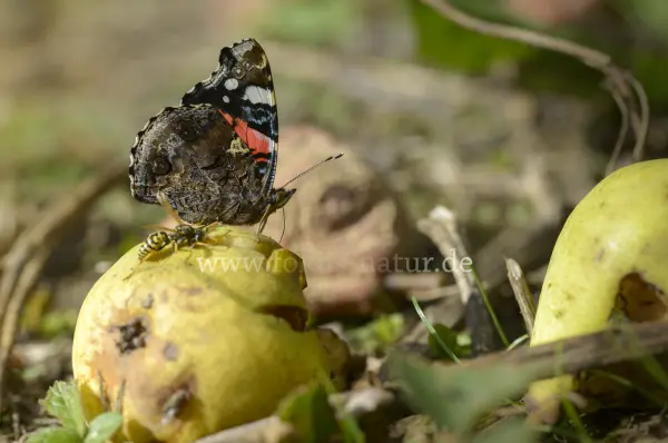 Fokus-Natur Bild