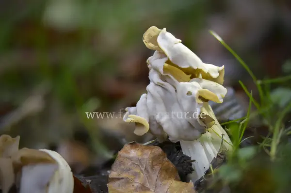 Fokus-Natur Bild