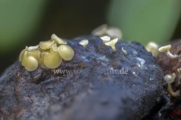 Fokus-Natur Bild