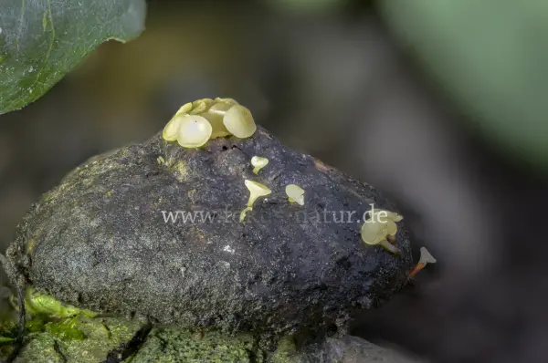 Fokus-Natur Bild