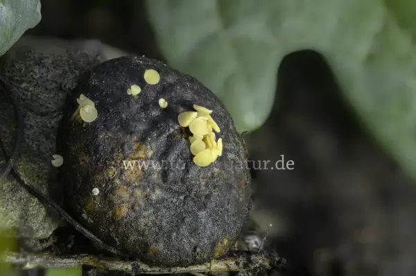 Fokus-Natur Bild