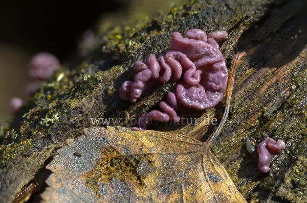 Fokus-Natur Bild