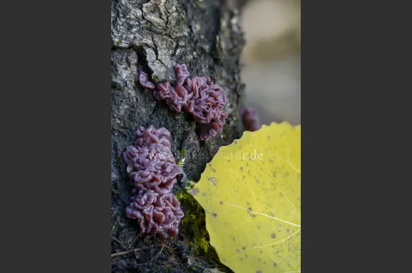 Fokus-Natur Bild