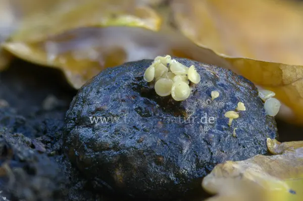 Fokus-Natur Bild