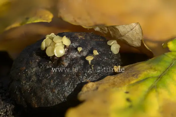 Fokus-Natur Bild