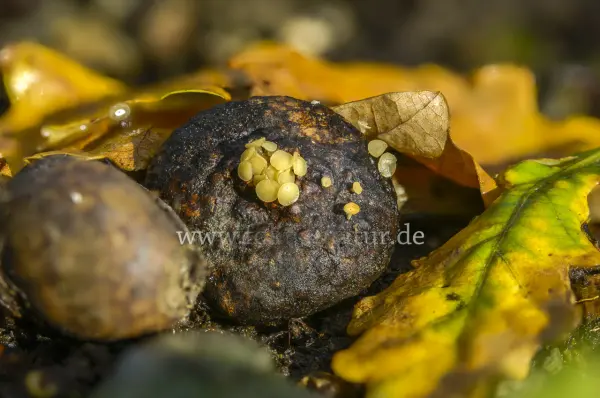 Fokus-Natur Bild