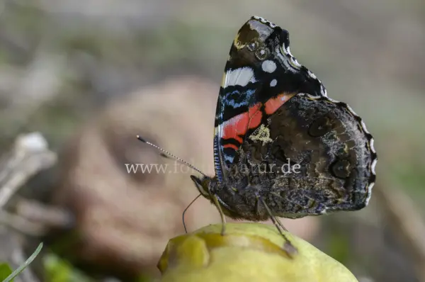Fokus-Natur Bild