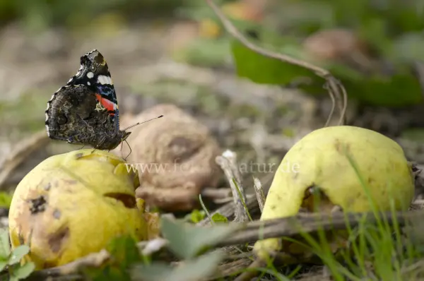 Fokus-Natur Bild