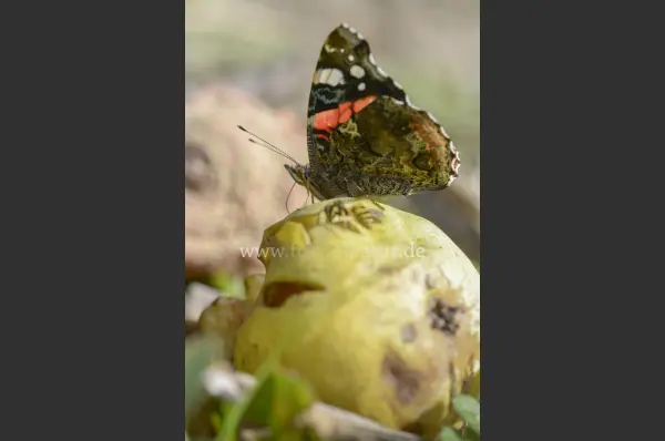 Fokus-Natur Bild