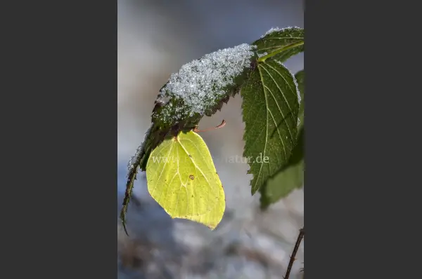 Fokus-Natur Bild