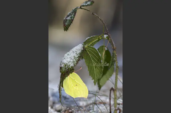Fokus-Natur Bild