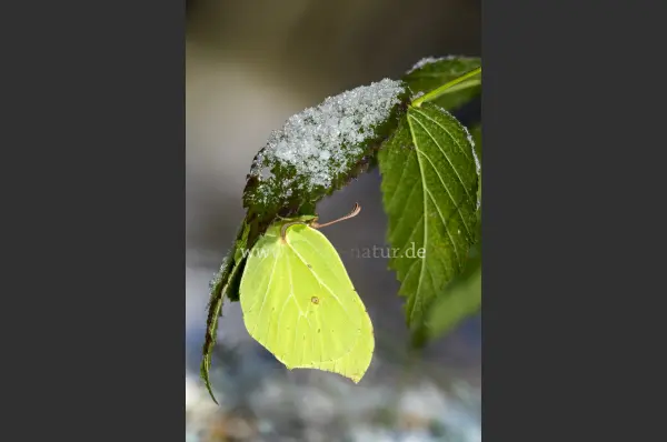 Fokus-Natur Bild