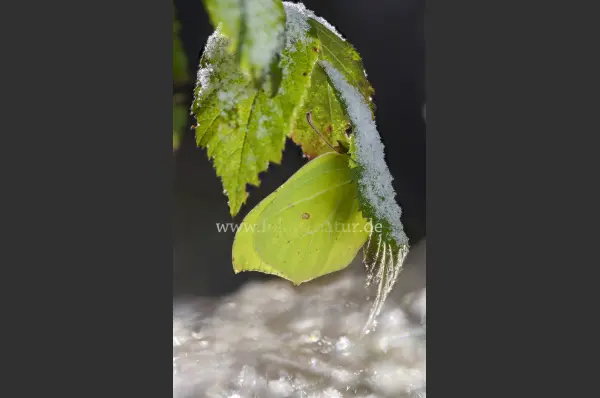 Fokus-Natur Bild