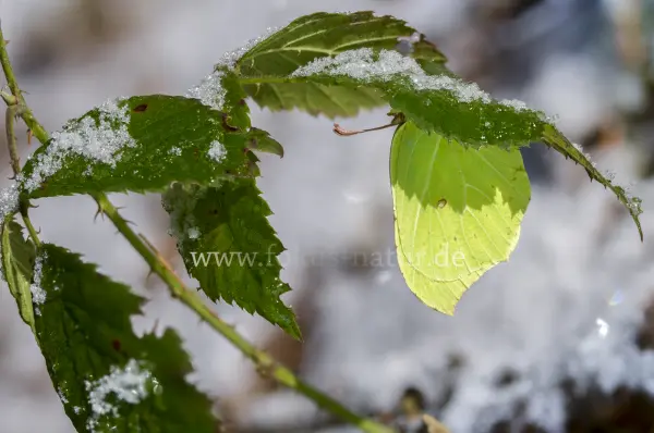 Fokus-Natur Bild