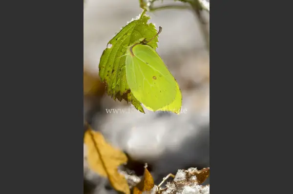 Fokus-Natur Bild