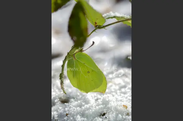 Fokus-Natur Bild