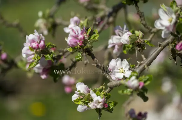 Fokus-Natur Bild