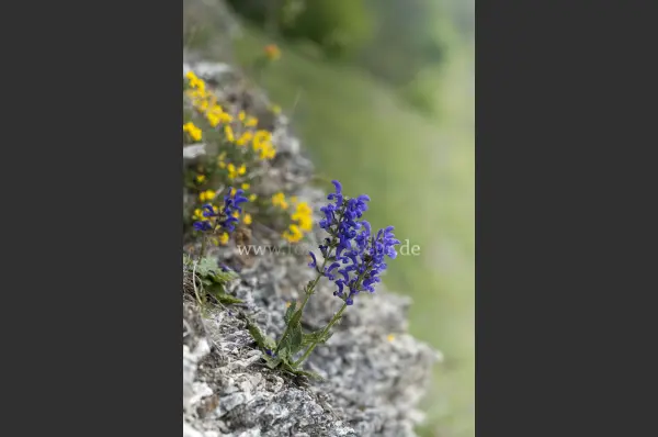 Fokus-Natur Bild