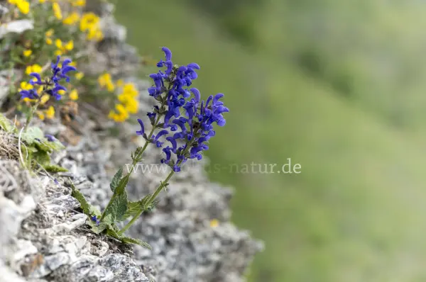Fokus-Natur Bild