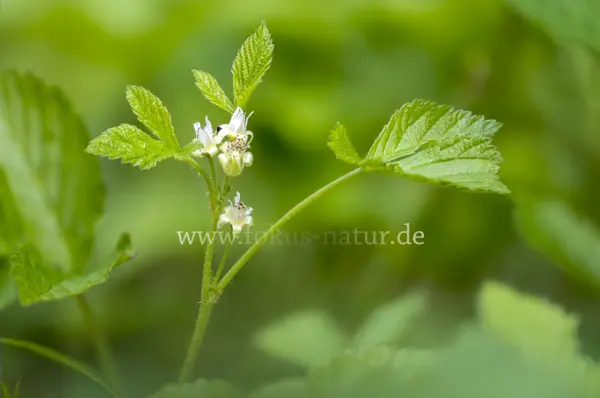 Fokus-Natur Bild