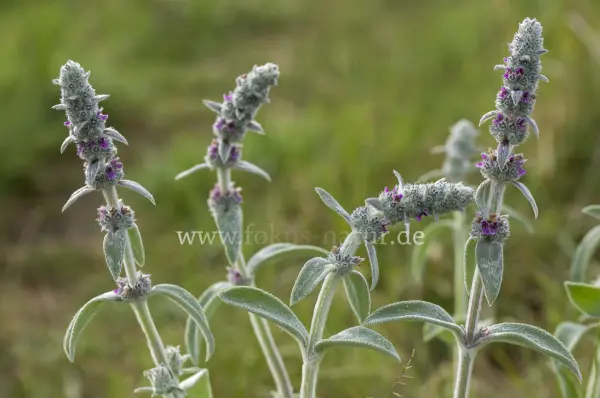 Fokus-Natur Bild