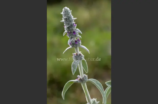 Fokus-Natur Bild