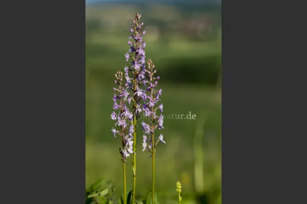 Fokus-Natur Bild