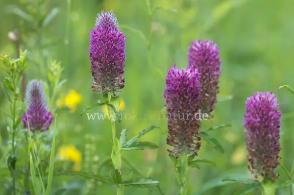 Fokus-Natur Bild