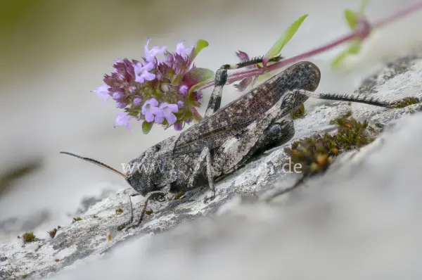 Fokus-Natur Bild