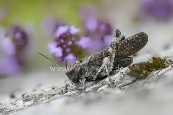 Fokus-Natur Bild