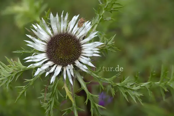 Fokus-Natur Bild
