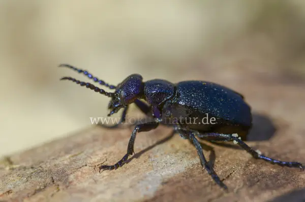 Fokus-Natur Bild