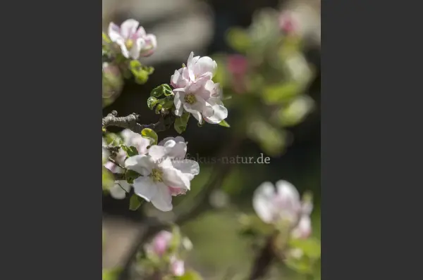 Fokus-Natur Bild
