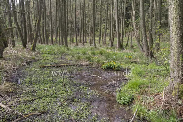 Fokus-Natur Bild
