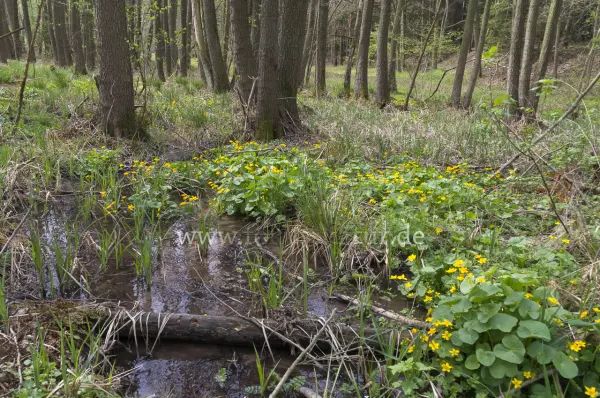 Fokus-Natur Bild