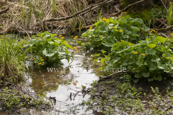Fokus-Natur Bild