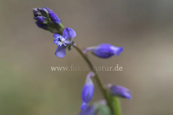 Fokus-Natur Bild