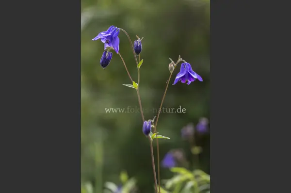 Fokus-Natur Bild