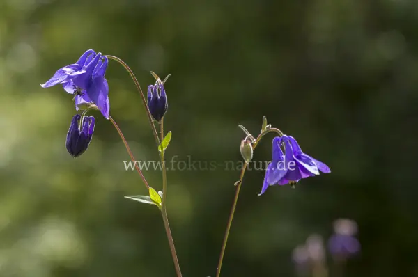 Fokus-Natur Bild