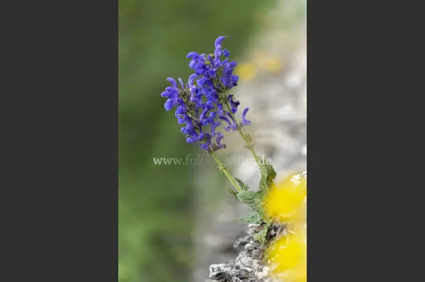 Fokus-Natur Bild