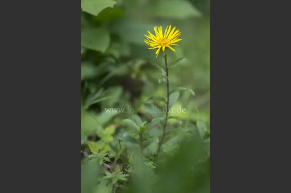 Fokus-Natur Bild