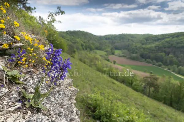 Fokus-Natur Bild