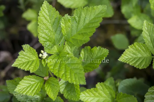 Fokus-Natur Bild