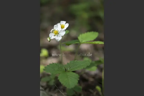 Fokus-Natur Bild