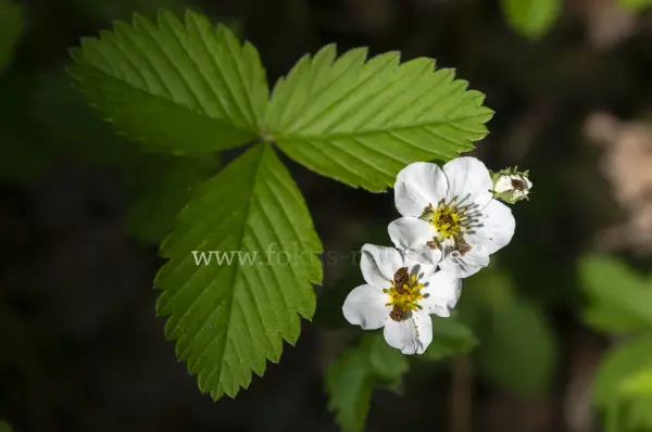 Fokus-Natur Bild