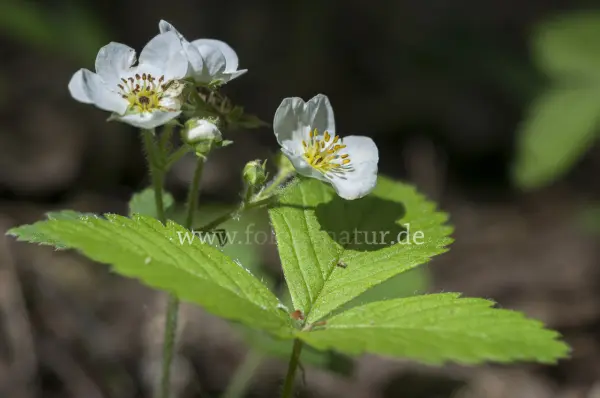 Fokus-Natur Bild
